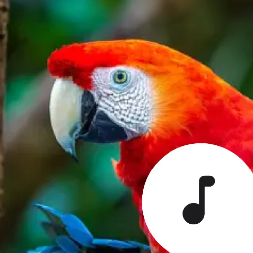 I-download ang Parrot Sounds – Pinakamahusay na Parrot Soundboard